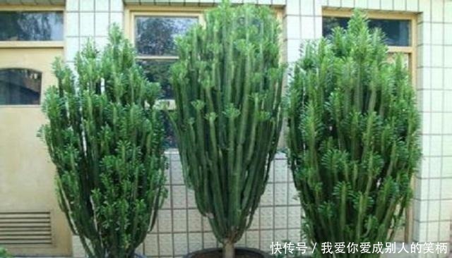 什么发财树,平安树,不如这2种“老树”好养,大气,富贵又镇宅!