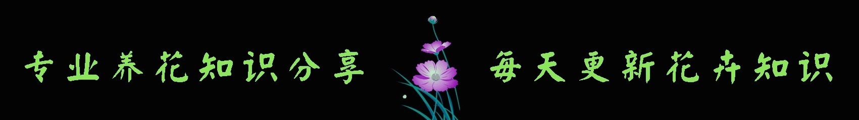 4种小花,进入冬季猛开花,花苞蹭蹭窜,养一盆爆一盆,新手必养