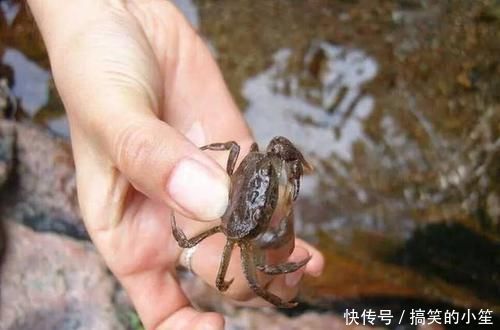 河鲜|4种在农村最抢手的河鲜，我敢打赌，90％的城里人没吃过