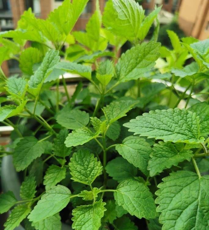 把薄荷养到枝叶繁茂爆盆,从“3点”做起,三个月后大变样
