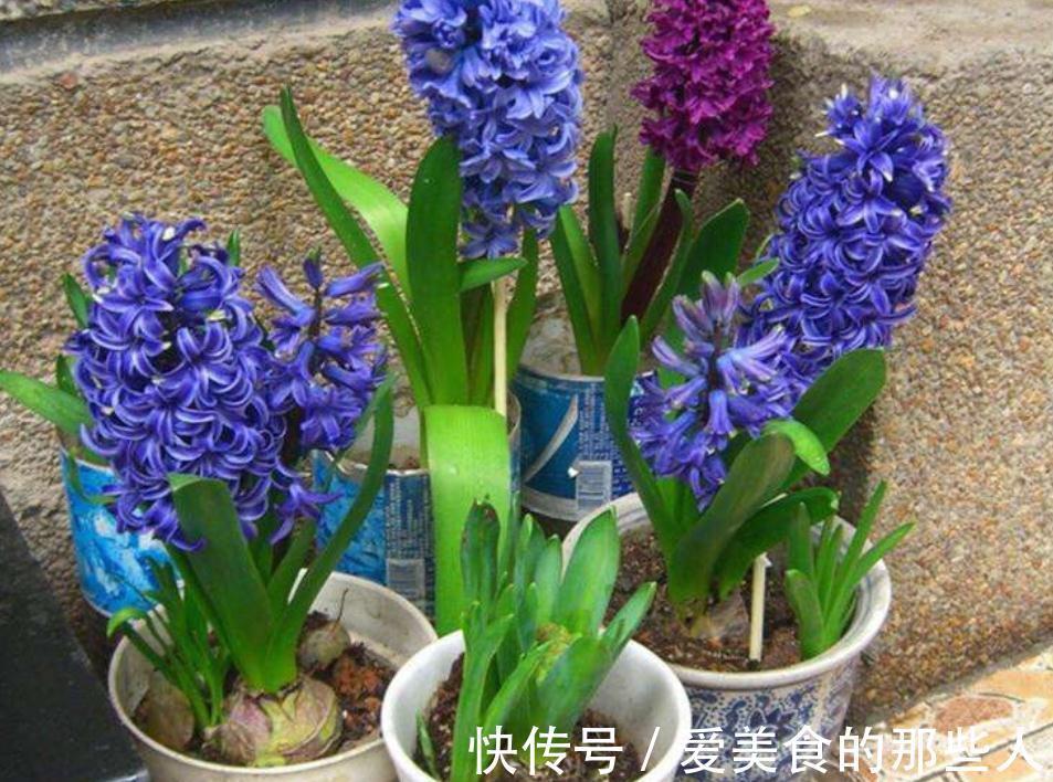 家庭园艺:栽种1盆风信子,需要具备什么条件才能花开锦绣?