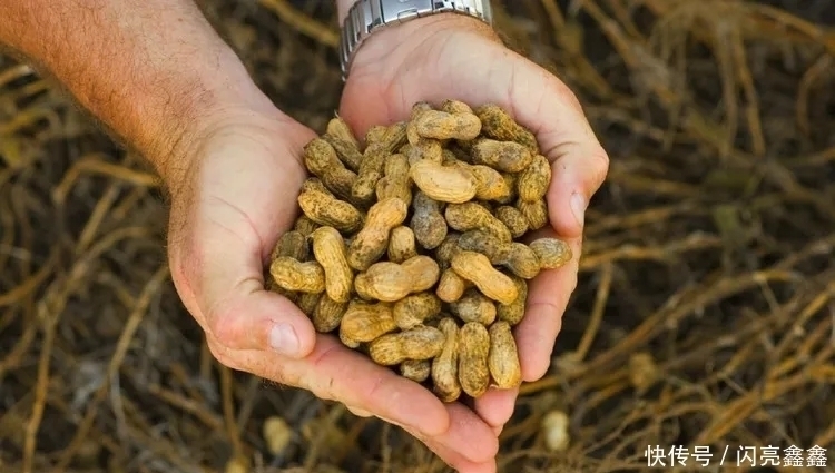 枸杞|花生加上“它”,防血栓、养五脏,胜吃补药!但这4类人最好别碰