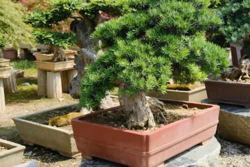 佛手|镇宅辟邪花,适合养家里,平安顺遂好兆头