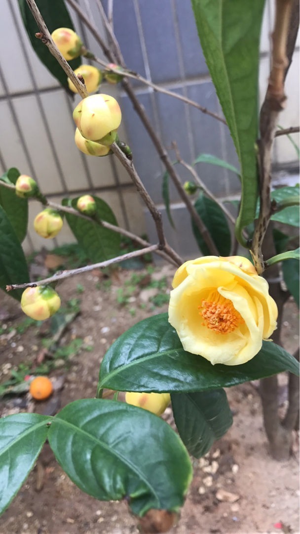 好兆头|天生“贵气命”的花,有钱人喜欢养,寓意好开花旺