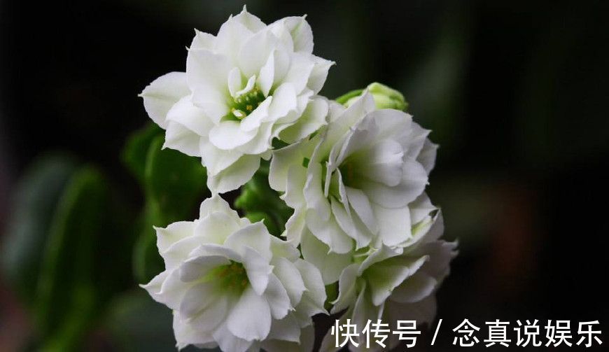 花色|丹麦盆栽花卉之冠圣诞伽蓝菜长寿花色丰富,理想的室内花卉