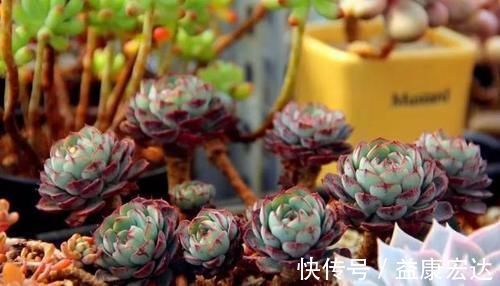 养多肉植物,做到此3点,叶子圆润如珍珠,色似糖果五颜六色