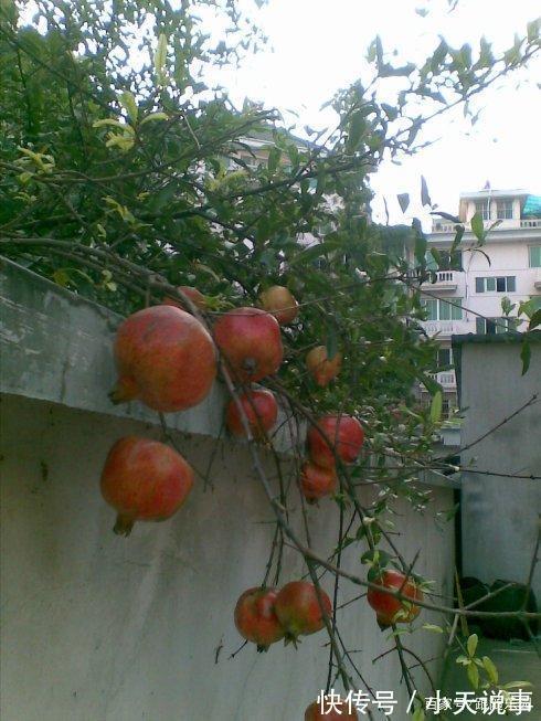 4种“镇宅”树,家里有地方,至少放上一盆,吉祥还旺财!