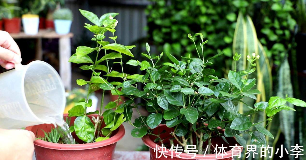 茉莉秋冬盆栽该注意什么？落实好这6点，低温环境不用担心