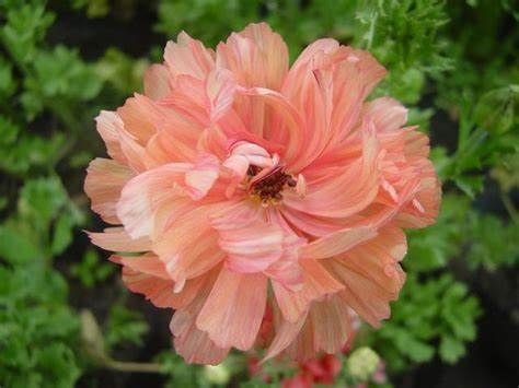 养花试试这几款，花色多样，耐人欣赏,满室飘香