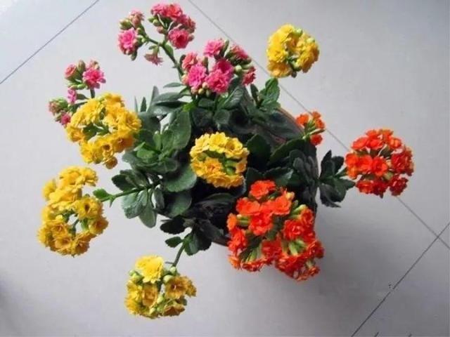 这花10块钱买一盆,养2年变老桩,叶子密、开花旺,每家都有