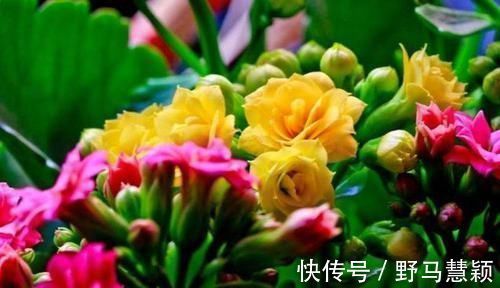 沙漠玫瑰|4种花漂亮又便宜,沾土就开花,开花爆盆很漂亮,越养越喜欢
