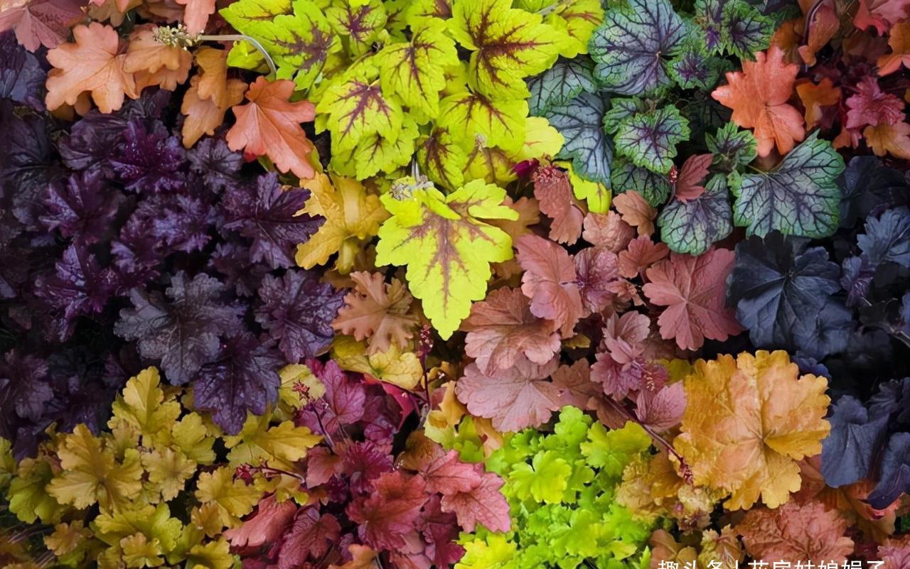 小丽花|12月了,家里养这些“年宵花”,株型美观、花色艳丽,还十分喜庆