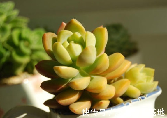 多肉|适合新手养的9种多肉，叶片沾土就活，轻松长爆盆，状态非常美