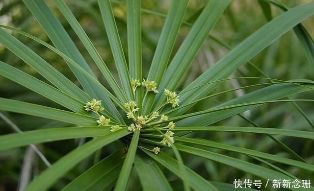 马蹄莲|这3种花要多浇水，水多了就爆盆到处生长，夏天养正合适