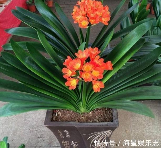 肥厚|君子兰浇水,掐准“时间”,不早不晚“刚刚好”,养出肥厚好叶片