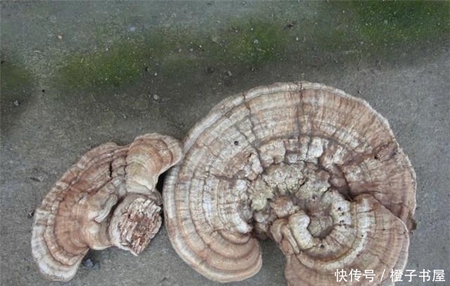 树上长的这个常被忽视 却是无毒的“天然蚊香”