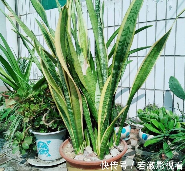 天一转凉,虎皮兰就饿了?常用它喂喂,补营养,盆栽呼呼出新芽