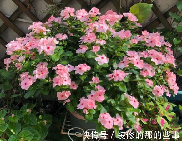 光辉岁月|5种“漂亮花”,40度高温依然爆花球,开花200天,越热花越多