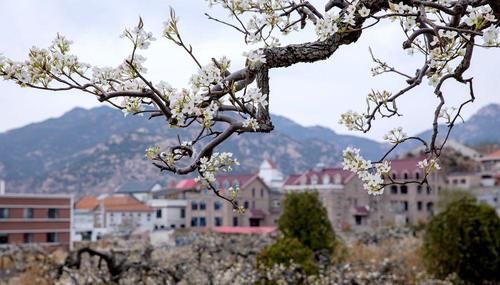 【花消息】幽幽清香千树雪 崂山大河东梨花开