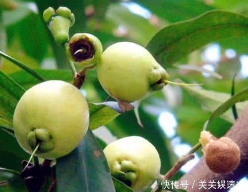 胆酸汁|对身体很好的3种食物,推荐常吃,排毒清肠,降压减脂,抗衰老