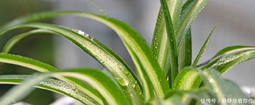 吊兰|吊兰的最爱，没事喝喝“它”，个头蹿蹿，藤蔓到处爬！