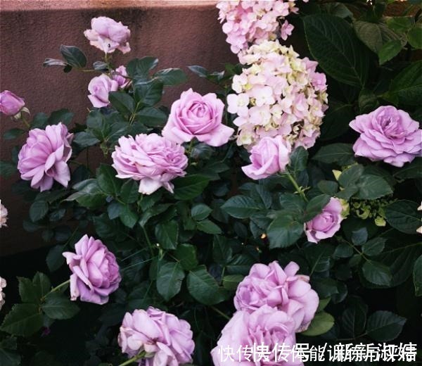 奥斯汀|他痴迷养花，露台养了100多盆花，盆盆美爆，惊艳全小区！