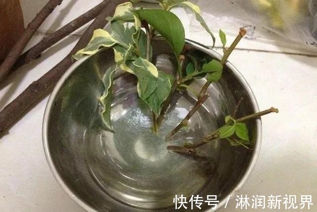 生根|月季、三角梅不生根剪1块海绵捂一捂，2周冒白根，长势喜人