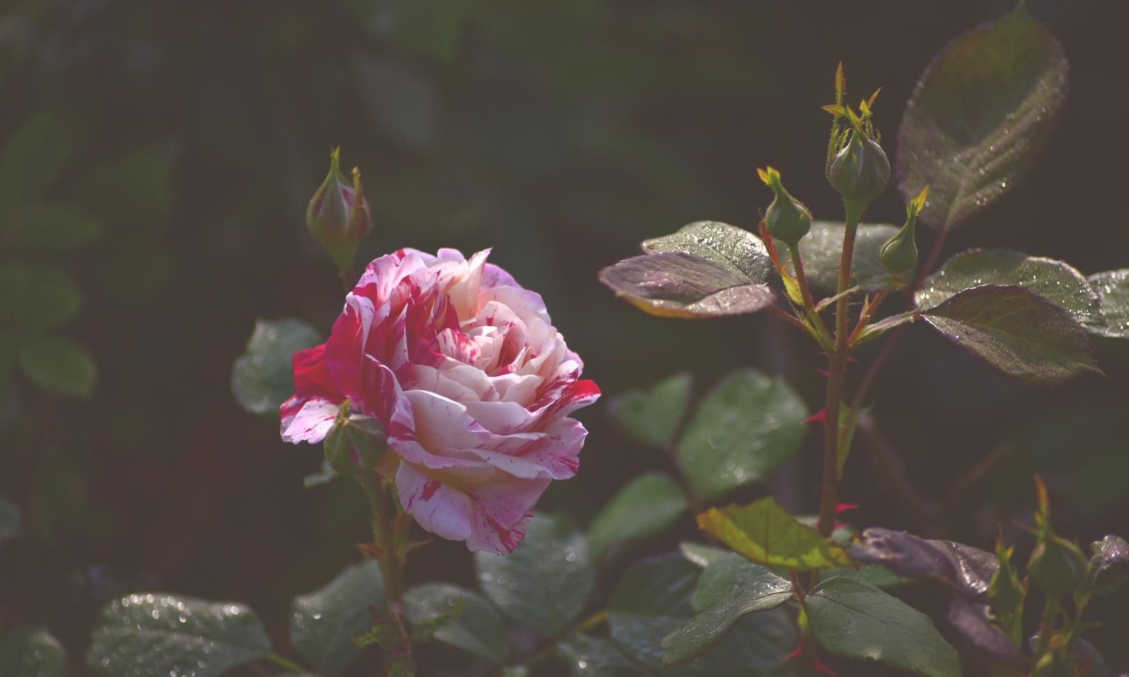 樱花退去月季来，“花堤柳岸”花盛开（二）