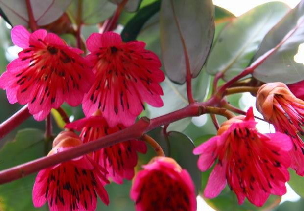 悬挂|此花宛如悬挂的吊钟,有着鲜艳夺目的花色,寓意着深山丽质