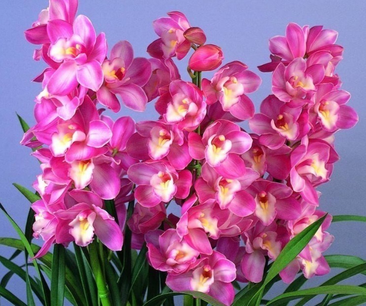 香雪兰香雪兰|最美5种“兰花”，个个都“惊艳”，年年花开上百朵，你最爱哪种