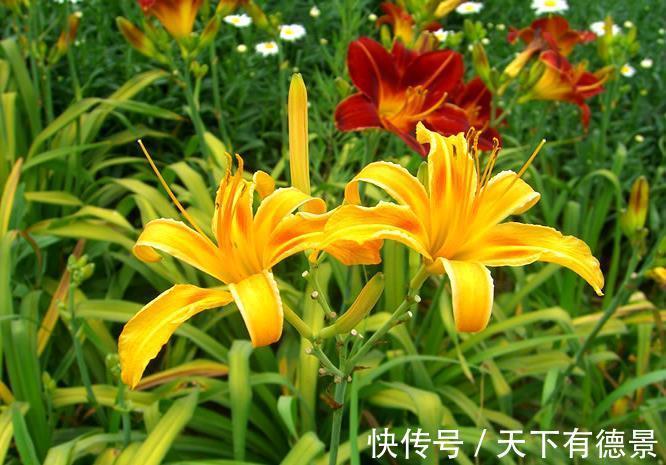 清新|养花试试这几款,温和清新的花卉,带着淡淡的花香,开花不断