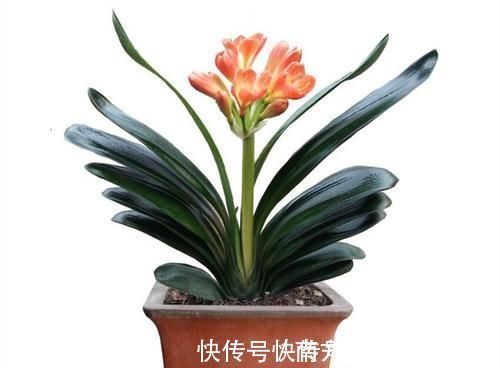 养君子兰一点也不难,但不能乱养,只需掌握四点就足够了