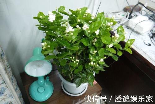 茉莉花|茉莉花不用花钱买，家里有一盆变出好多盆，全靠这一招