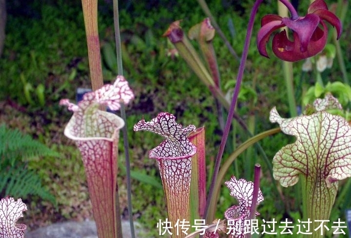 世界上最具诱惑力的植物,人美心甜的瓶子草为何这么美?