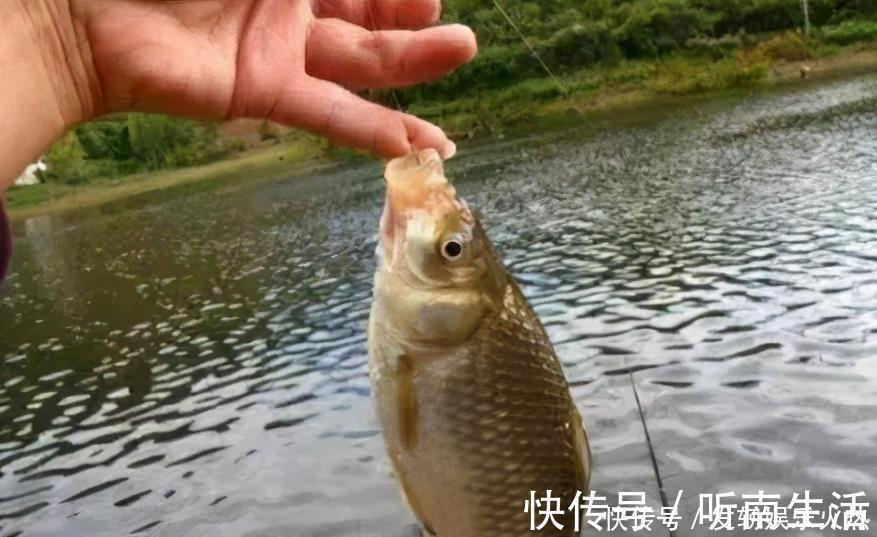 鱼儿|自从有了这鲫鱼钓技钓法以及鱼饵小药秘诀，天气再冷也能狂拉不断