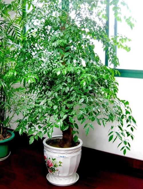 盆景里的镇宅树，桂花树、幸福树、平安树，堪称“吉祥三宝”