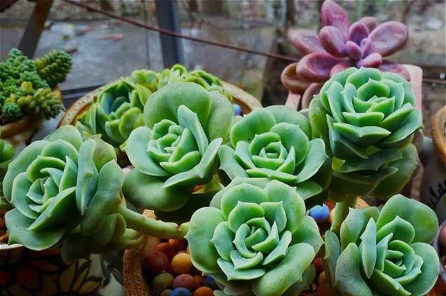 公认比“玫瑰花”漂亮的7种多肉,山地玫瑰落榜,这3种得票最高