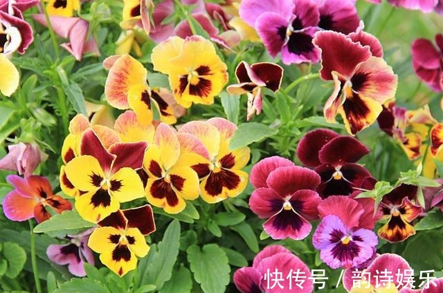 这种花有三片花瓣,身份高贵是国花,颜值高都搬回家里养