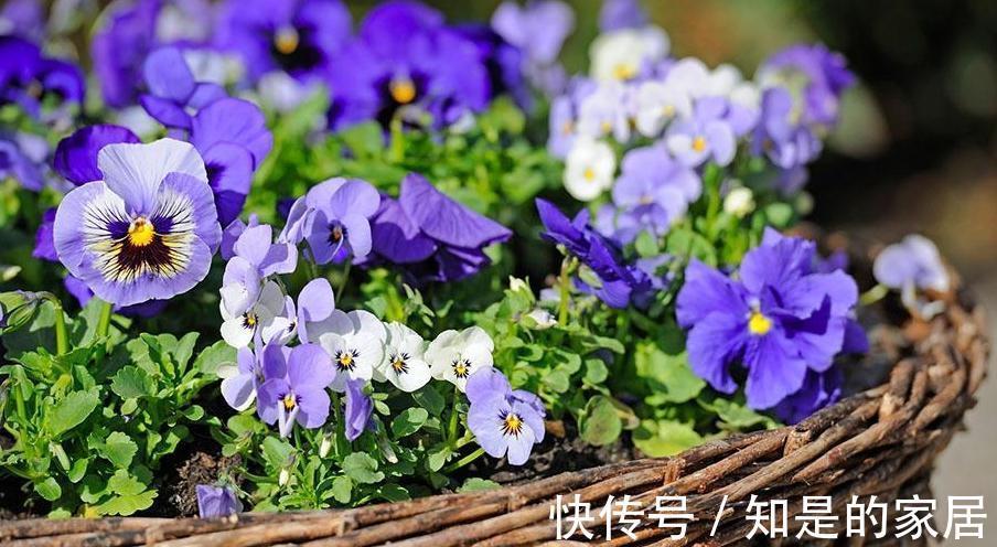 这些花儿，种着种着就变成瀑布了，很好种的哦