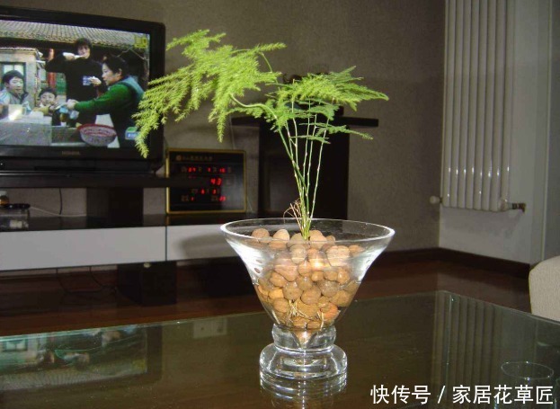 光照|客厅养花,就养“3种花”,寓意好,还容易养,显得价值更高