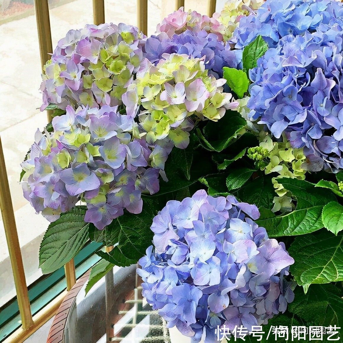 月季，绣球好难养！为啥难养？温室大棚培育，养护难度很高