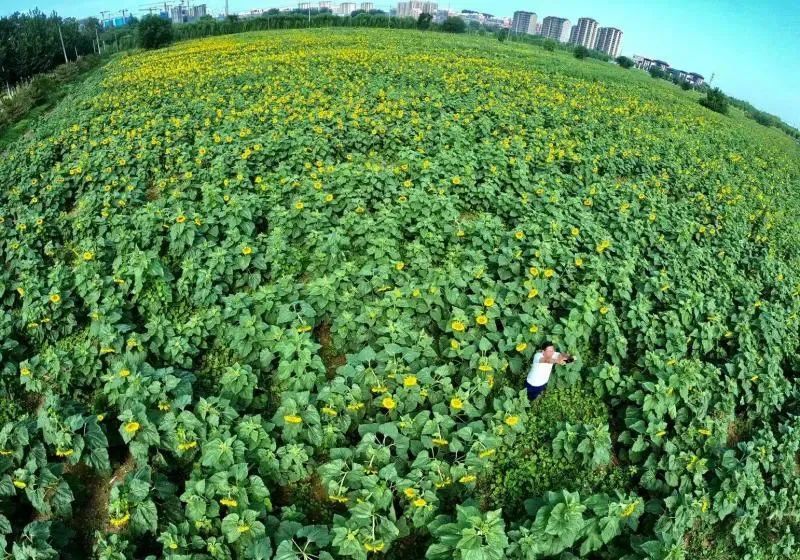 荷花|北京最美的季节里，北京号带您打卡秋日花海