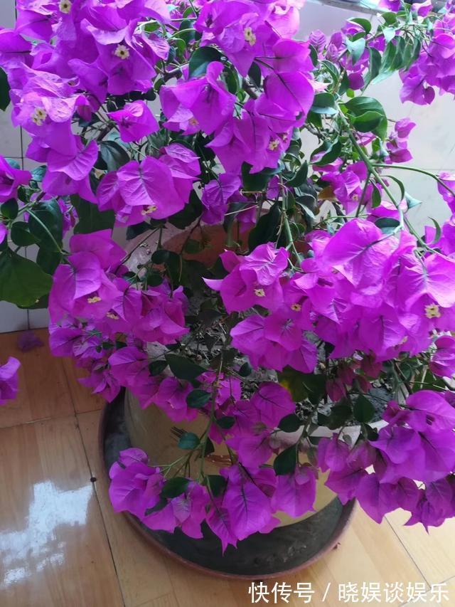 三角梅开花少、不开花学会这“3招”，不出1个月，开成大花球！