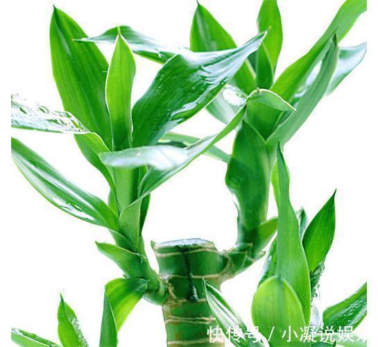 新年|这6种花新年家里养上一盆,满屋清新,年年喜庆招财,金玉满堂!