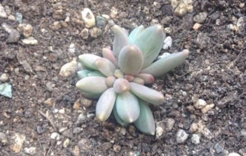 叶插的多肉小苗缀化了？那要正确养护，要不然它会长得乱七八糟的