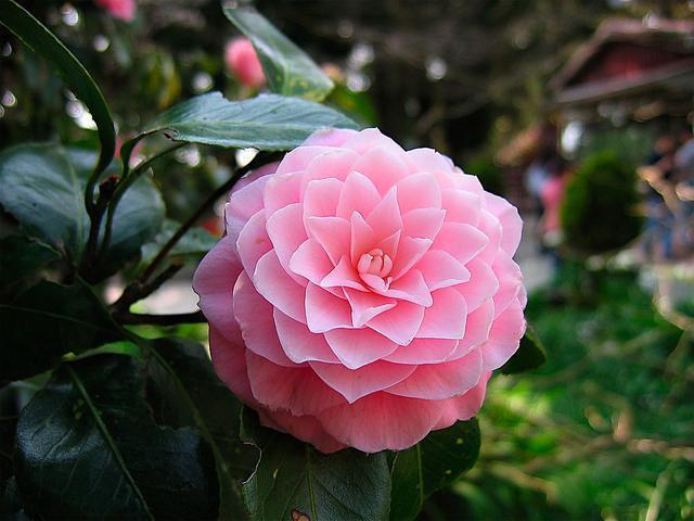 黄豆一处理,秒变万能肥,比淘米水还好用!