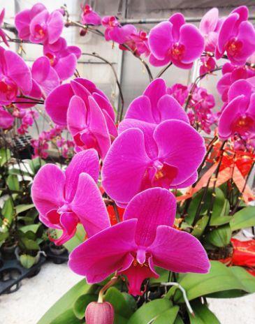 4种花养家里,花大色艳,花香易打理,养在客厅美极了