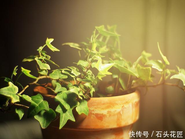 搬新家之前，一定要养“这6种花”，除“甲醛”效果好