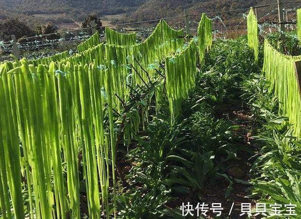 外形长得像莴笋,新鲜的很少有人吃过,晒干后1斤卖40!