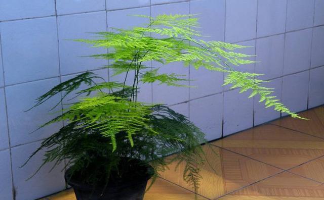 养殖|家庭养殖文竹只要做到此4点,新手也可以养的很茂盛